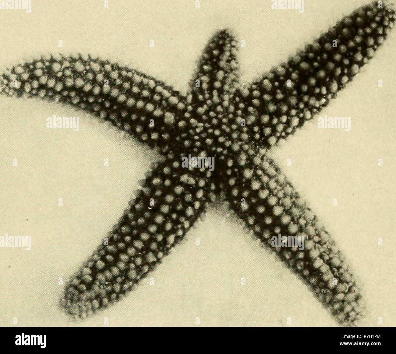 Dwellers of the sea and shore  dwellersofseasho00crow Year: 1935  The StiirfisJi and Its Kindred 51 colored. Traveling in droves, as starfishes sometimes do, they range from low-water mark to depths of six hundred fathoms or inore. The brittle stars are so called because of their ex- treme tendency to break off their limbs when captured. They are much less abundant than the common star- fishes, and their secretiveness makes them hard to find.    ASTERIAS; THE COMMON STARFISH. THIS INDIVIDUAL IS GROWING A NEW ARM IN THE PLACE OF ONE THAT WAS LOST. Although some specimens live near the shore, th Stock Photo