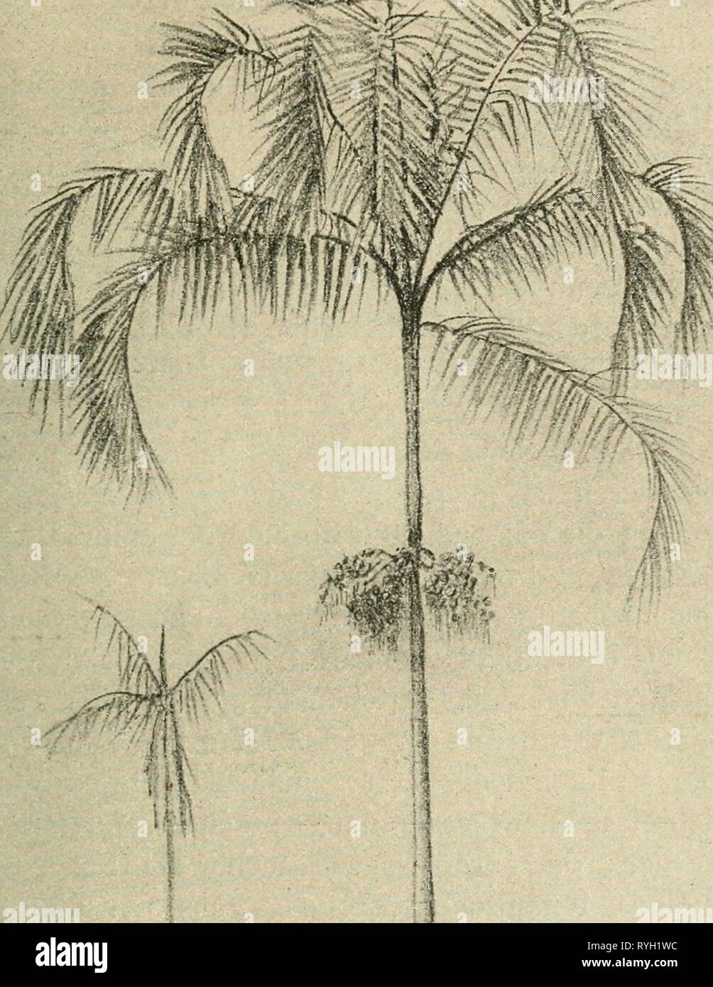 Eine Botanische Tropenreise Indo Malayische Vegetationsbilder Und Reiseskizzen Einebotanischetr13habe Year 13 A U A A L F T Ax U Fig 3 Actinorhytis Calapparia B G Stock Photo Alamy