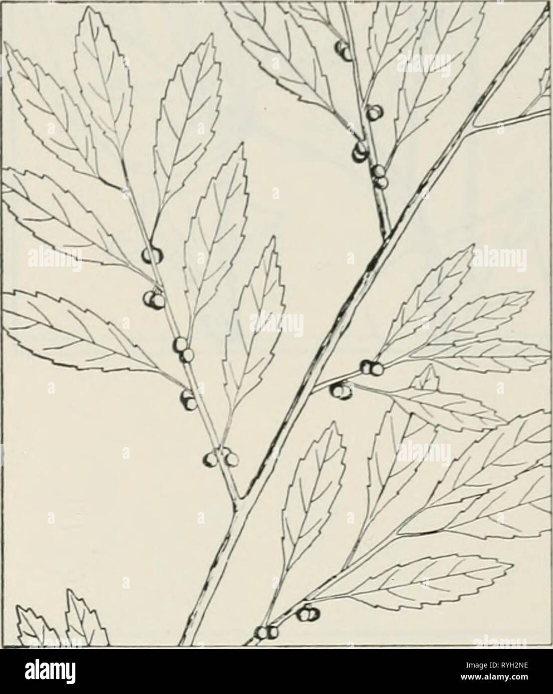 The drug plants of Illinois  drugplantsofilli44teho Year: 1951  Tehon THE DRUG PLANTS OF ILLINOIS 67 ILEX VERTIGILLATA (L.) Gray. Black alder, common winterberry, false alder, fever bush. Aquifoliaceae.— A small to moderate, unarmed, deciduous shrub 6 to 8 feet tall; bark of the stem grayish, warty with corky lenticels; leaves lanceolate, acuminate, serrate, 1 to 4 inches long, alternate, rather thick, turning black in the fall; flowers greenish- or yellowish- white; fruit a small, globose, bright red, 3- to 5-seeded berry. The leaves and fruit collected, also the bark. Infrequent to rare, and Stock Photo