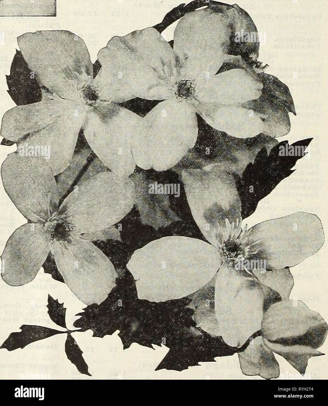 Dreer's wholesale price list for florists : special spring edition  dreerswholesalep1931henr 0 Year: 1931  strong two-year-old field-grown plants, doz.; $25.00 per 100. i.50 per Ampelopsis Veitchi Good plants of this are again very scarce this sea- son. We are fortunate in being able to supply our usual grade of strong two-j'ear-old plants. ^.00 per doz.; $30.00 per 100. Aristolochia Sipho (Dutchman's Pipe Vine) 6-inch pots, 73 cts. each: $'.50 per doz. Bisnonia Grandiflora Actinidia Arguta (silver vine) Strong two-year-old plants, $7.50 per doz. Actinidia Chinensis A rare climber with large o Stock Photo