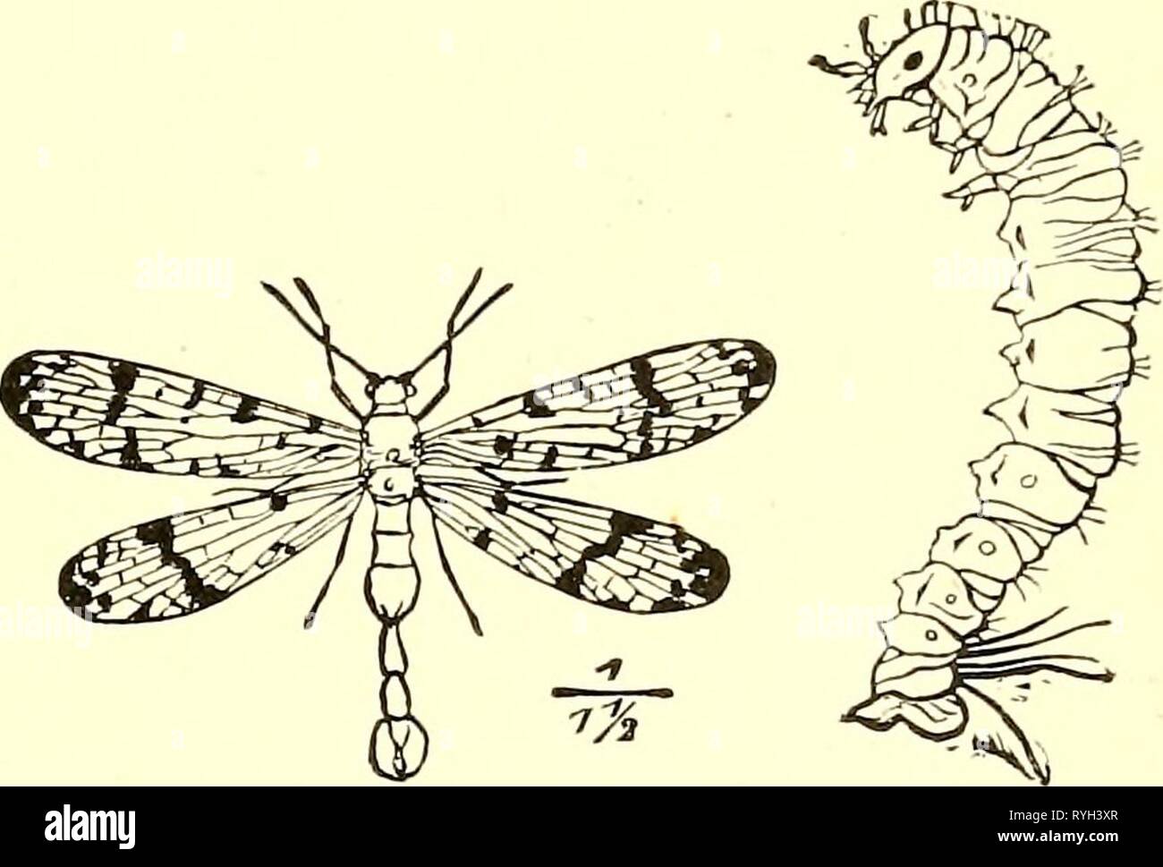 Economic entomology for the farmer and fruit-grower [microform] : and for use as a text-book in agricultural schools and colleges  economicentomolo00insmit Year: 1896  Mantispa species.—Showing the legs and body from the side.    A Panorpa, or scorpion-fly, and its larva. what like the sting of a scorpion, and from this the common name is derived. As a matter of fact, the insects are entirely harmless save to others of their kind, for they are predaceous. The genus Bittaais is narrower winged, with unusually long legs, looking somewhat like a crane-fly at first sight. Species belonging to the  Stock Photo