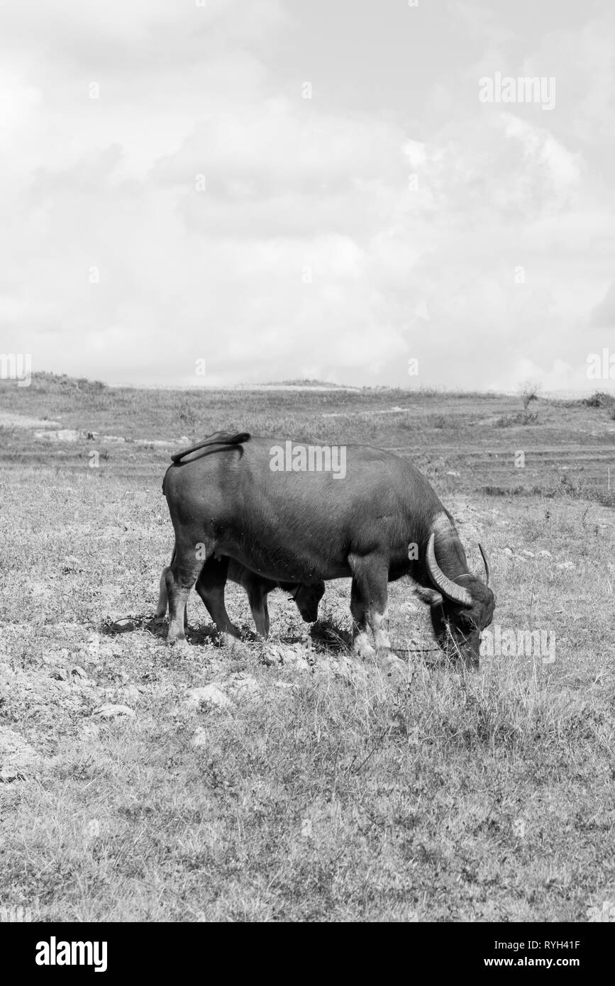 Black and white picture of a buffalo and calf at the fields close to Inle Lake in Myanmar Stock Photo