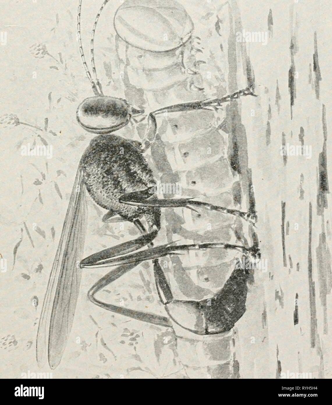 Historical insect studies hi-res stock photography and images - Alamy