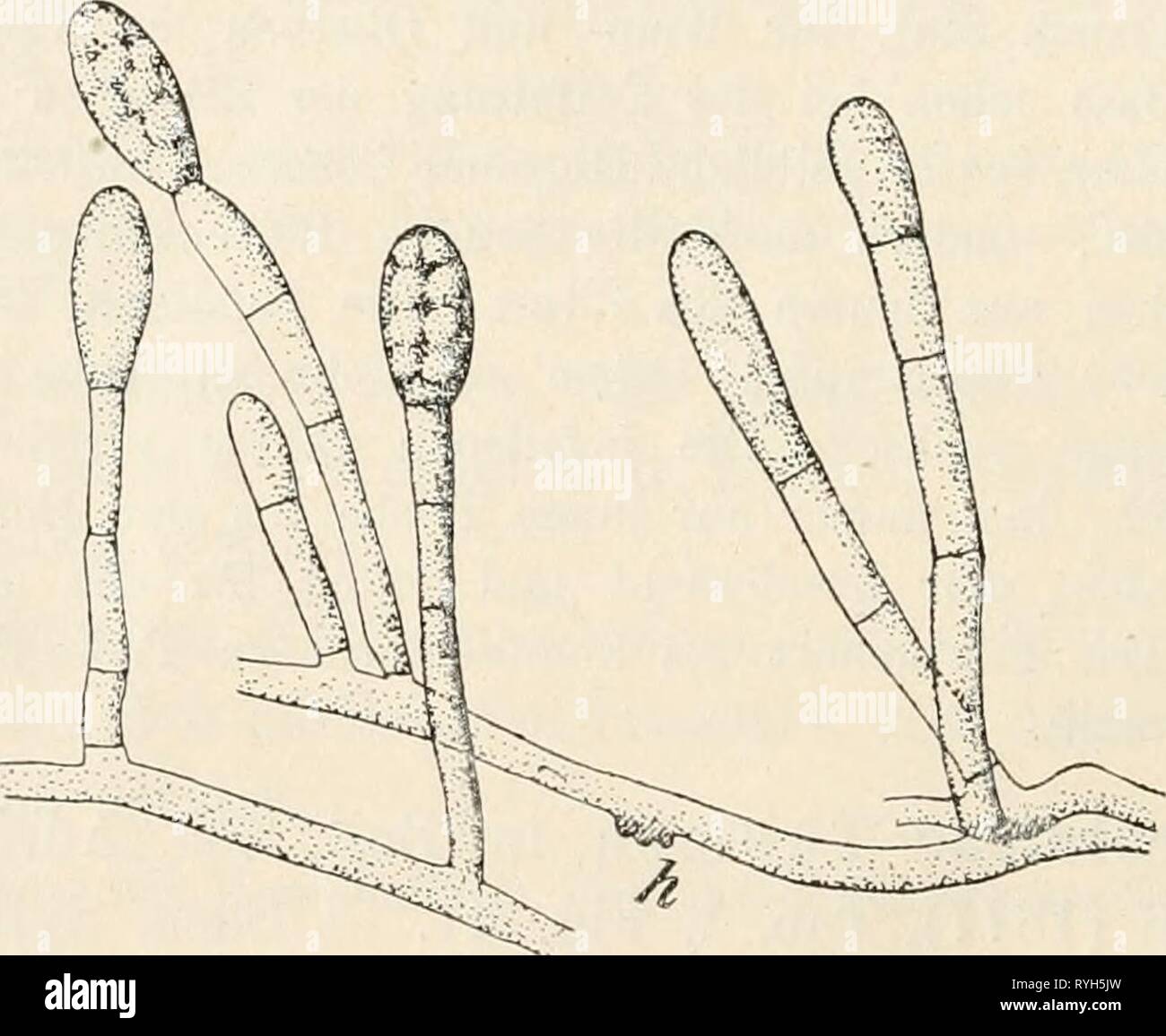Dr. L. Rabenhorst's Kryptogamen-Flora von Deutschland, Oesterreich und der Schweiz  drlrabenhorstskr0108rabe Year: 1907  84 cylindrisch ellipsoidisch, beidendig abgerundet, hyalin, 35—45 /t lang und 10—15 fi, breit, mit spärlichen Oeltropfen im Innern. Auf noch hängenden Früchten von Euphorbia cyparissias bei Berlin (Sydow). Vielleicht ist die Art identich mit Oidium eu2)horbiae Thüm. mscr. (Krems in Niederösterreicli auf Euphorbia dulcis) und würde dann wie diese in den Ent- wicklungskreis von Sphaerotheca euphorbiae (Cast.) gehören. 183. 0. Tuckeri Berk. in Gard. Chron. 1847, p. 779. — Sacc. Stock Photo