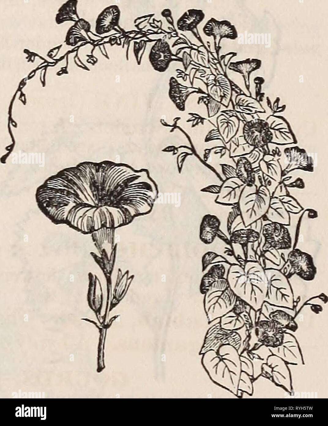 E. Fred Washburn's amateur cultivator's guide to the flower & kitchen garden for 1880  efredwashburnsam1880wash Year: 1880    THUNBERGIA AI.ATA (see page 79), IPOM^A VOIitJBILIS (aiADAME AlfNE). NEW IPOM/EAS, WITH SELF-COLORED FOLIAGE. 820 Ipomgea Hederacea Alba Grandiflora Intus Rosea. Handsome white flower, with dark-rose throat 821 Alba Grandiflora Intus Rosea Semi-Plena. Of the same form and color as the foregoing; a serai-double one, which is seldom seen in this family 822 Atrocarminea Grandiflora Azurea Marginata. With brilliant car- mine flowers, edged with clear azure-blue NEW IPOM/EAS Stock Photo