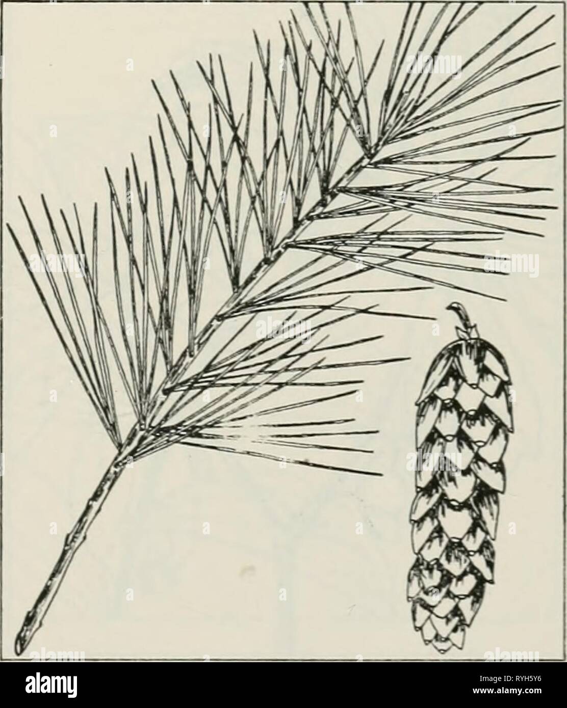 The drug plants of Illinois  drugplantsofilli44teho Year: 1951  PINUS STROBUS L. White pine. Pinaceae.—A tall, straight, evergreen tree 90 feet or more in height; bark of the trunk dark gray, divided by shallow fissures into broad, continuous ridges; foliage in the form of needles; needles in bundles of 5; fruit a long-stalked, pendant cone 4 to 6 inches long. The inner white bark is collected. Na- tive and localized in Jo Daviess, Ogle, Lake, and La Salle counties; also planted extensively for reforestation. Contains tannin and an oleoresin. Used as a mild expectorant.  Pinus syl'vestris L., Stock Photo