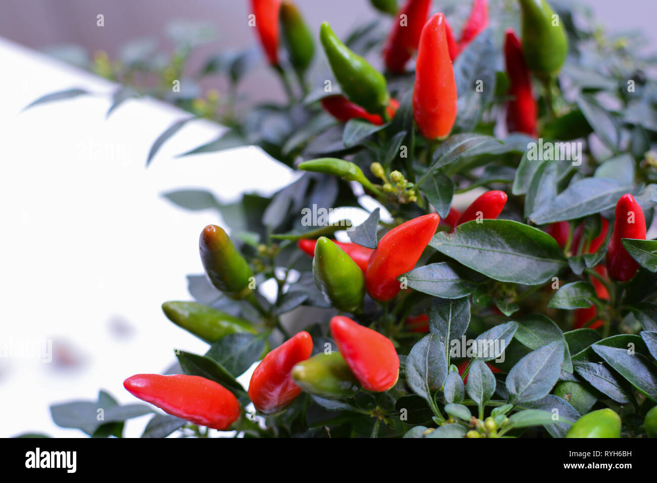 Red and green chilli peppers growing on a small plant Stock Photo - Alamy