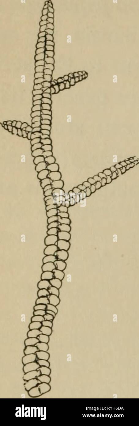 Elementary botany  elementarybotany00atki Year: 1898  72 PHYSIOLOGY. 169. Frullania.—In fig. 60 is shown another liverwort, which differs greatly in form from the ones we have just been studying in that there is a well-defined axis with lateral leaf-like outgrowths. Such liverworts are called foliose liverworts. Besides these two quite prominent rows of leaves there is a third row of poorly developed leaves on the under surface. Also from the under surface of the axis we see here and there slender out- growths, the r h i z o i d s, through which much Fig- 62 of the liquid Under side showing f Stock Photo