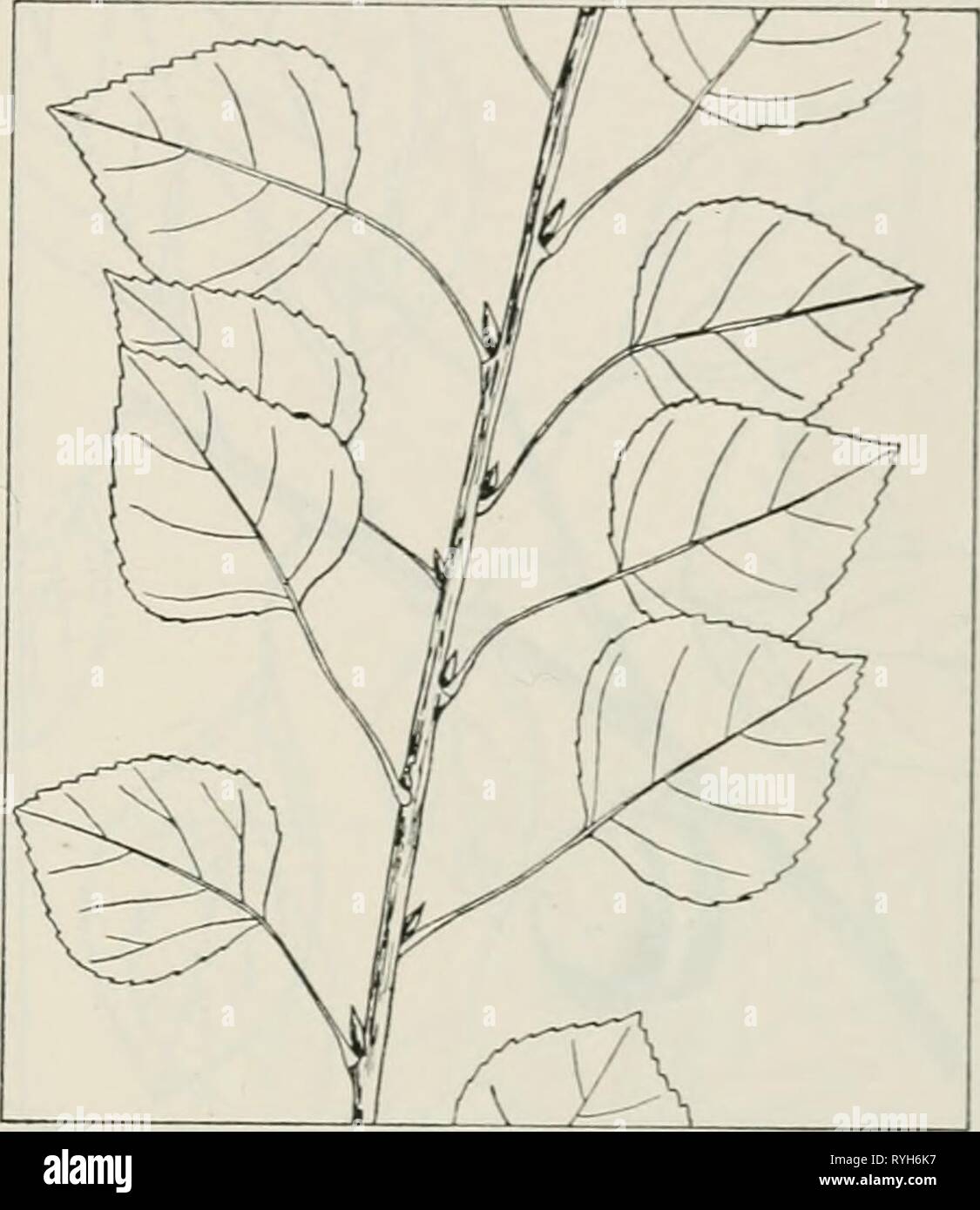 The drug plants of Illinois  drugplantsofilli44teho Year: 1951  Tehon THE DRUG PLANTS OF ILLINOIS 91 POPULUS GANDIGANS Ait. Balm of Gilead. Salicaceae. The buds are collected. Planted oc- casionally as an ornamental tree. Contains an aromatic, volatile oil, a balsamic resin, and salicin. Used as a tonic, stimulant, and expectorant; used formerly in ointments to prevent their becoming rancid. POPULUS TREMULOIDES Michx. Trembling aspen, aspen, white poplar. Salicaceae.—A small, open, round-topped tree with slender branches drooping at the tips, 30 to 60 feet tall; bark of the trunk black, fissur Stock Photo