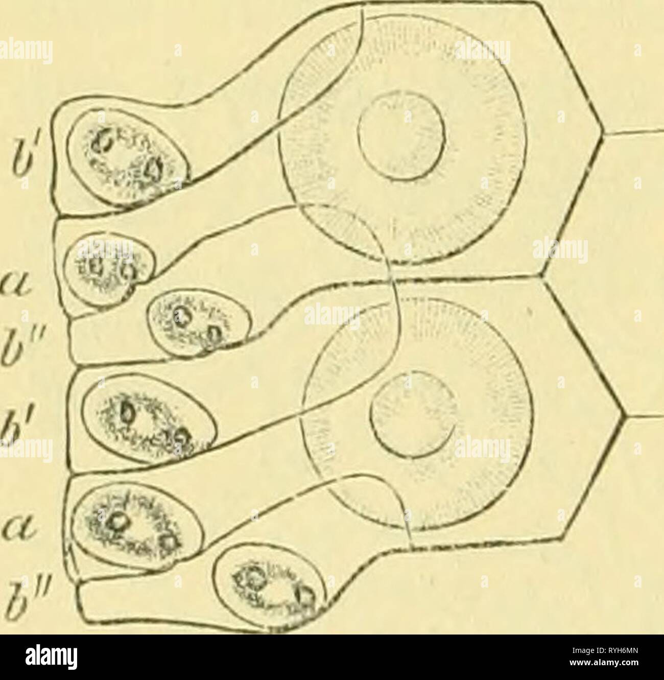 Echinodermen (Stachelhäuter) echinodermenstac04ludw Year 1889 1054