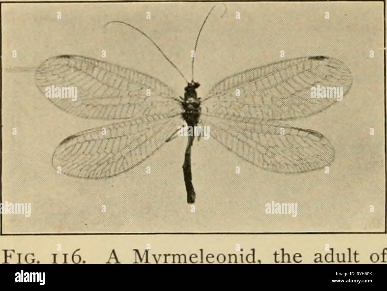 Elementary entomology  elementaryento00sand Year: 1912  92 ELEMENTARY ENTCJMOLOGY The aphis-lions {CJuysopidac) enemies of the noxious plant-Hce. are among the most important The lar'as are small, dark-colored, spindle-shaped insects, from one fourth to one third of an inch long, with large, pincer- like jaws, much longer than the head, with which they grasp the aphides. On the inside of each mandible is a deep groove, against which the max- illa fits, thus forming a tube through which the juices of the (Photograph by Weed) ^^^^ ^^^ SUckcd intO the mOUth. When full grown, the larva spins a sm Stock Photo