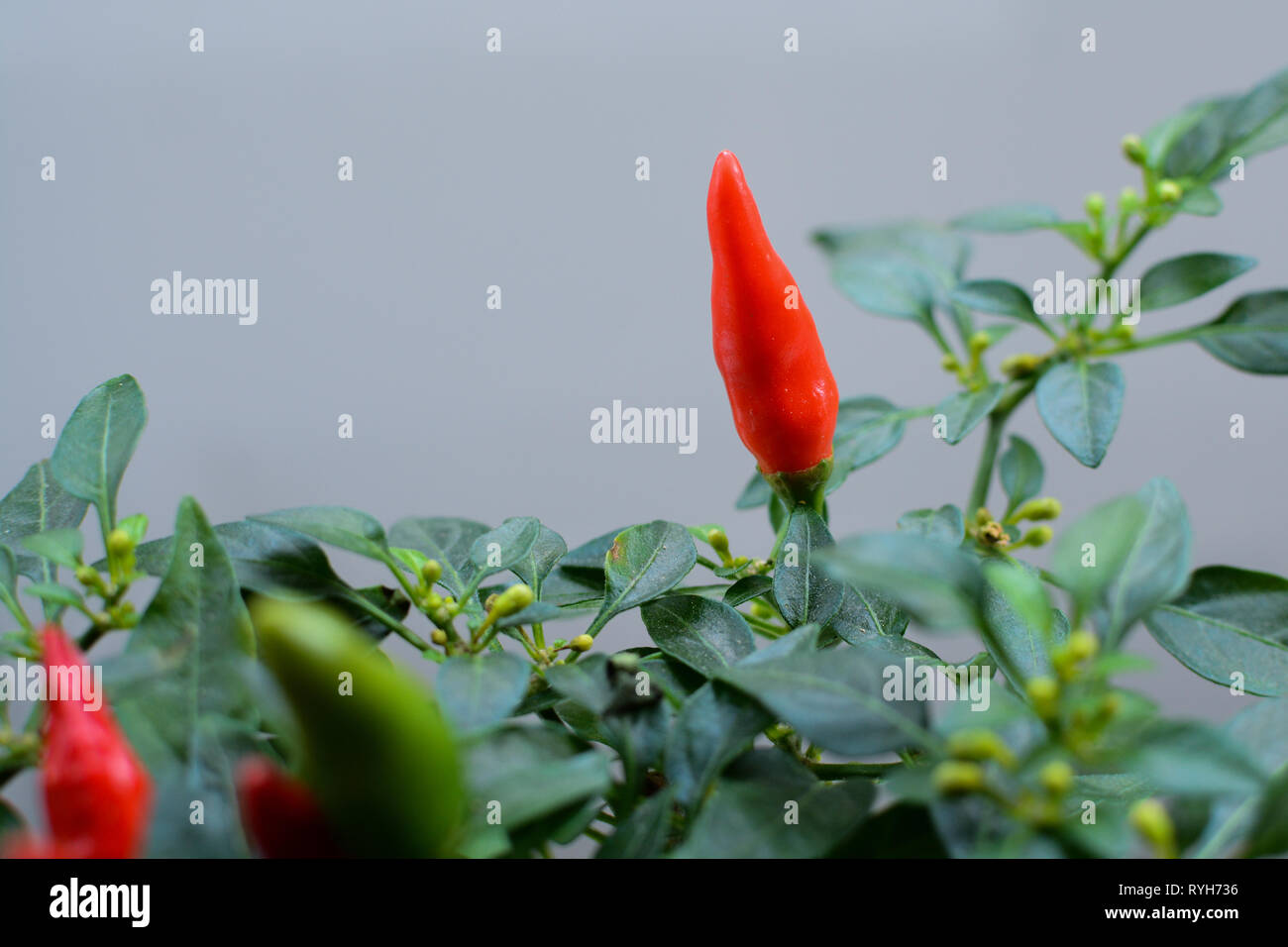 Red and green chilli peppers growing on a small plant Stock Photo - Alamy
