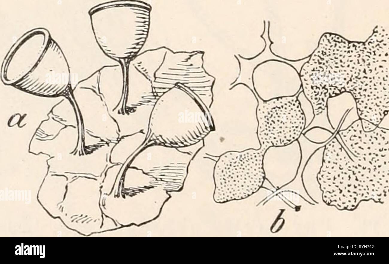 Dr. L. Rabenhorst's Kryptogamen-Flora von Deutschland, Oesterreich und der Schweiz  drlrabenhorstskr0110rabe Year: 1920  Fig. 45. Cienkowskia reticulata (nach Lister). a) Plasmodiokarp, an einem Ende die Peridie entfernt, die vertikal gestellten Kalkplatten zeigend ('Vi)- b) Teil des Capillitiums mit durchlöcherter Kalkplatte (^'7,). Craterium. Sporangien gestielt, becherförmig und mit dünn- wandigem Deckel oder ohne ausgesprochenen Deckel und dann eiförmig oder kugelig. Stiel + kräftig, nicht häutig. Capillitium aus hyalinen Fäden bestehend, die durch breite Kalkknoten ver- bunden sind und di Stock Photo