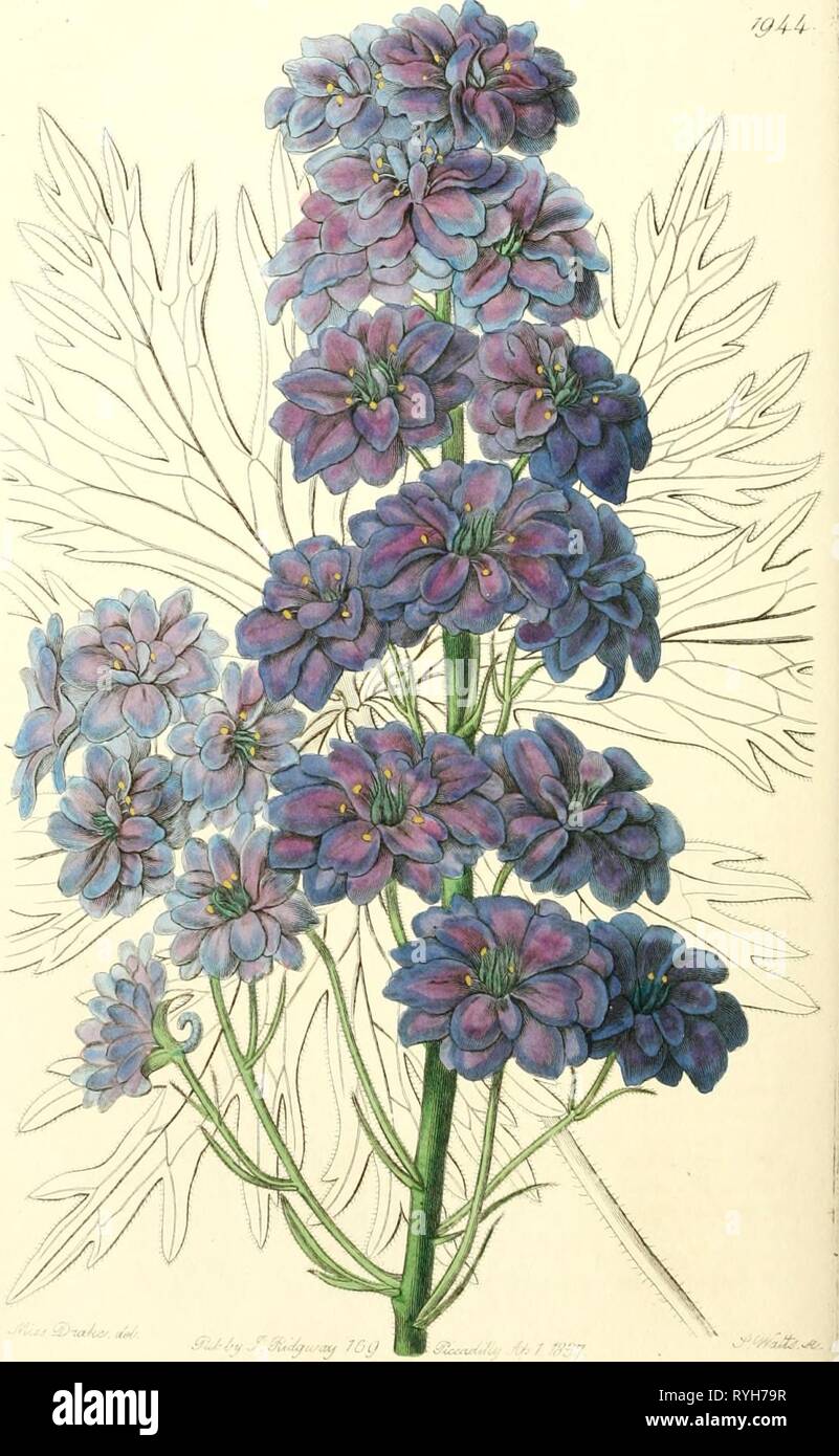 Edwards' botanical register, or, Ornamental flower-garden and shrubbery ..  edwardsbotanical23edwa Year: 1829 Stock Photo