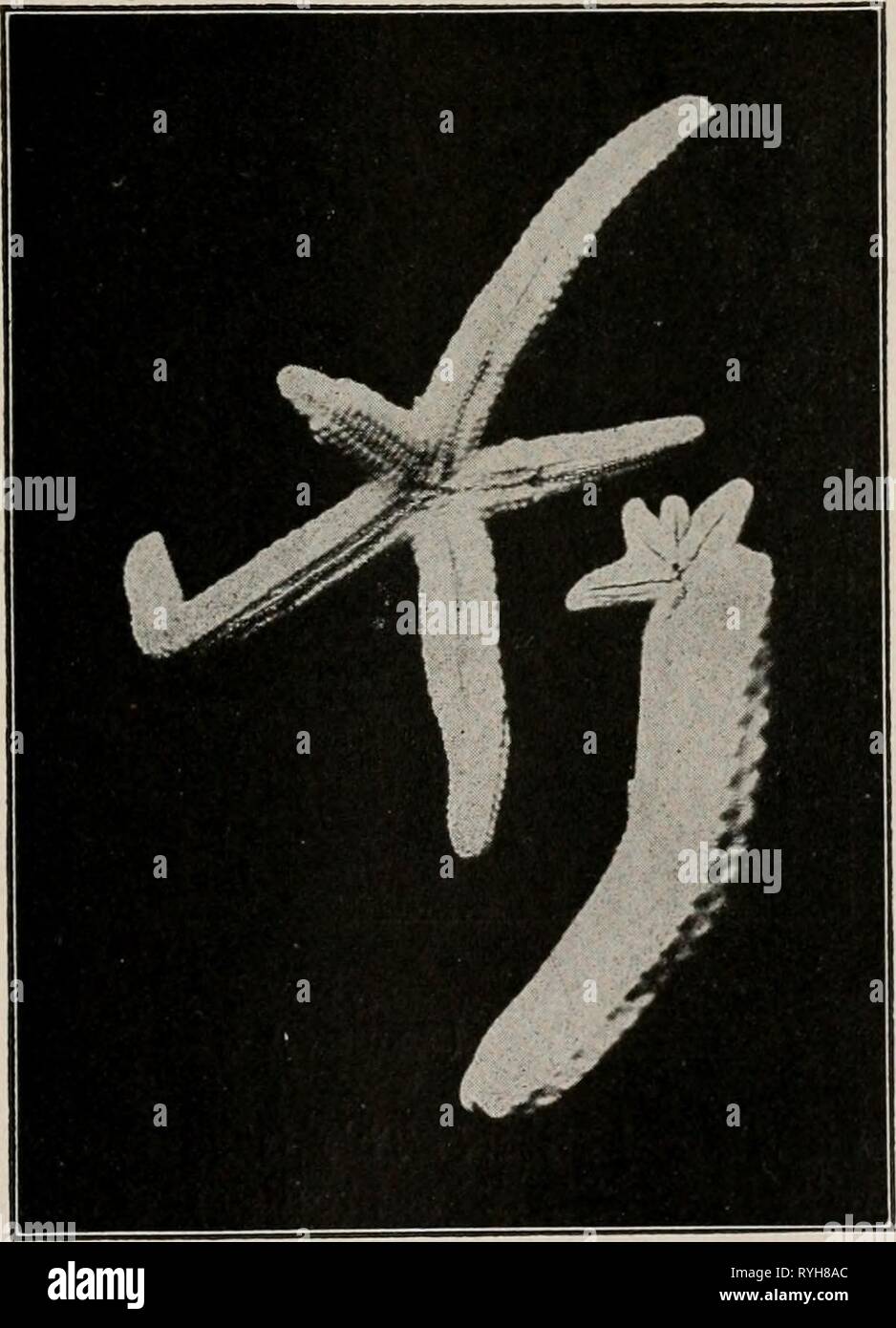 Elementary textbook of economic zoology and entomology  elementarytextbo00kell Year: [c1915]  STARFISHES, SEA-URCHINS, ETC. 93 large to be taken into its mouth the stomach is extended through the mouth and the living prey is covered over by it. As soon as the shell is opened ever so little the soft parts of the victim are sucked up and digested by the starfish. Having finished its meal the starfish draws its stomach in and seeks another oyster or clam.    FIG. 33.—Regeneration of starfishes, Linckia sp. Upper figure shows a starfish regenerating arms that have been lost; the lower figure shows Stock Photo