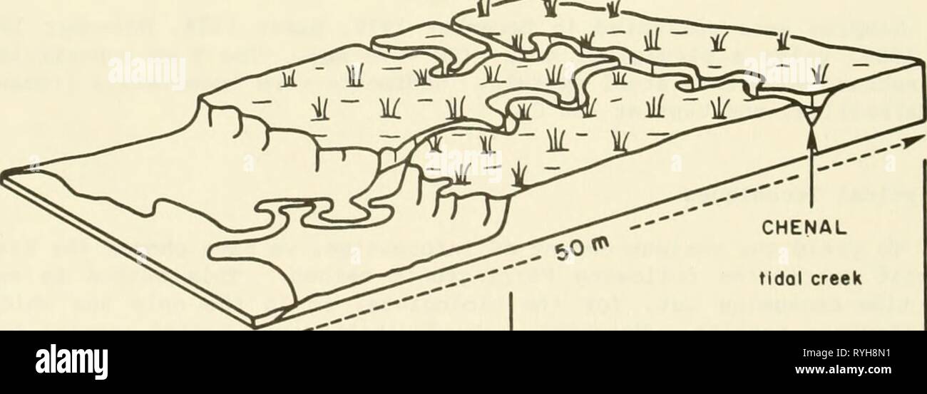 Ecological study of the Amoco Cadiz oil spill : report of the NOAA-CNEXO Joint Scientific Commission  ecologicalstudyo00noaa Year: 1982  pn SOIL Od 1 '*l scMOHne: AI,DI,CI,BI □ MUD ON SANDY MUD AI£2,A3,B3,E3 SAMPLING SITES REFERENCE STATIONS-CI,Bl SCHORRE(SALT MARSH) C2 TIDAL CREEK POLLUTED STATIONS « AI.DI SCHORRE(SALT MARSH) A2 TIDAL CREEK A3 SLIKKE(MUD SLOPE) FIGURE 1. lie Grande marsh sampling sites. M W-    CHENAL tidal creek UHAUTE-SLIKKE — higher mud slope SCHORRE - solt meadow FIGURE 2. Detailed map of the sampling area. 102 Stock Photo