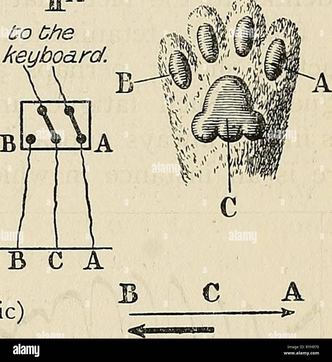 Eight Lectures On The Signs Of Life From Their Electrical Aspect Eightlectureson00wall Year 1903 Bo Che Keyboard Switch Skin Excitation From B To A B Is Anodic Response Outgoing At B Excitation Eight Lectures On The Signs Of Life From Their Electrical Aspect Eightlectureson00wall Year 1903 Bo Che Keyboard Switch Skin Excitation From B To A B Is Anodic Response Outgoing At B Excitation