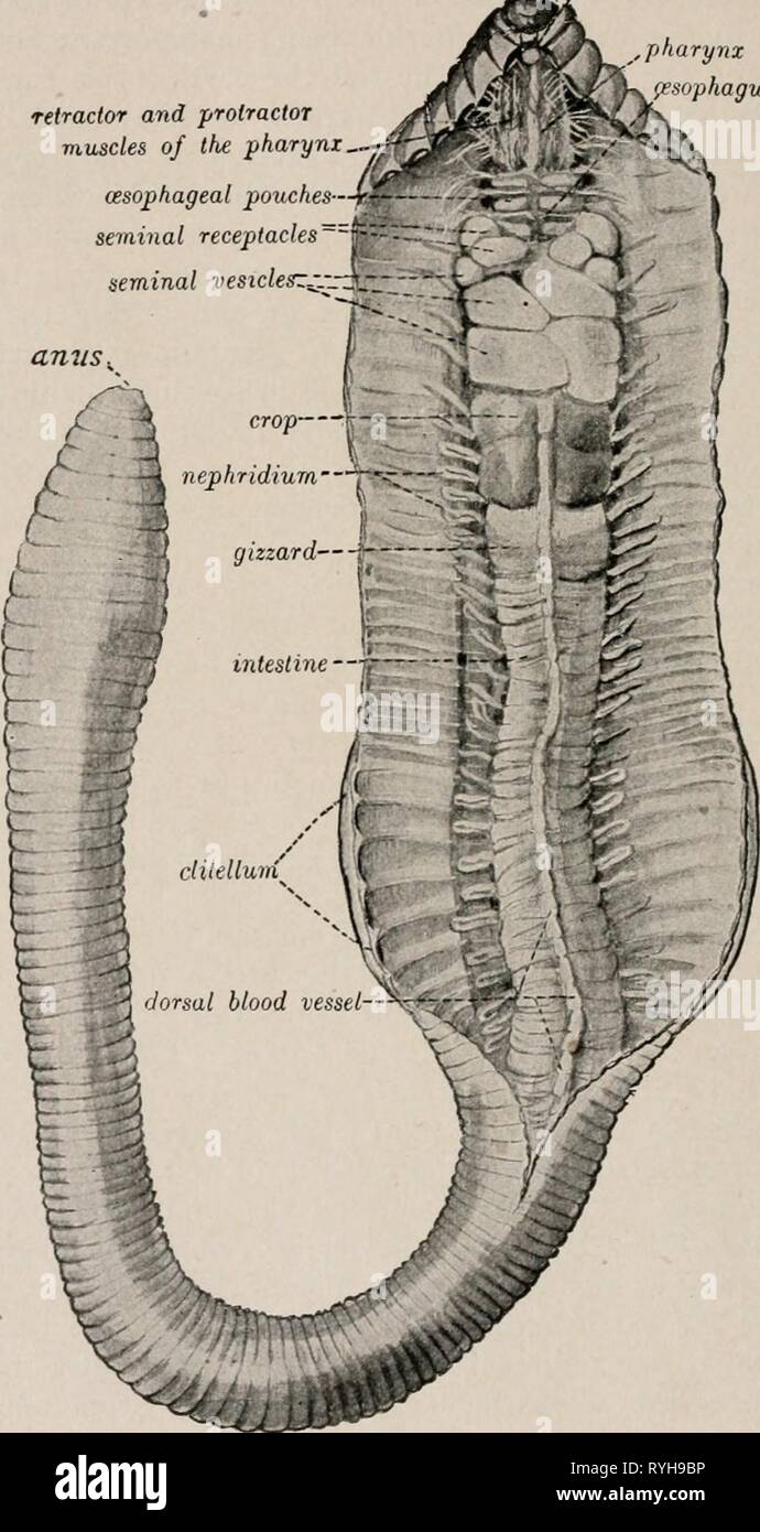 Elementary textbook of economic zoology and entomology
