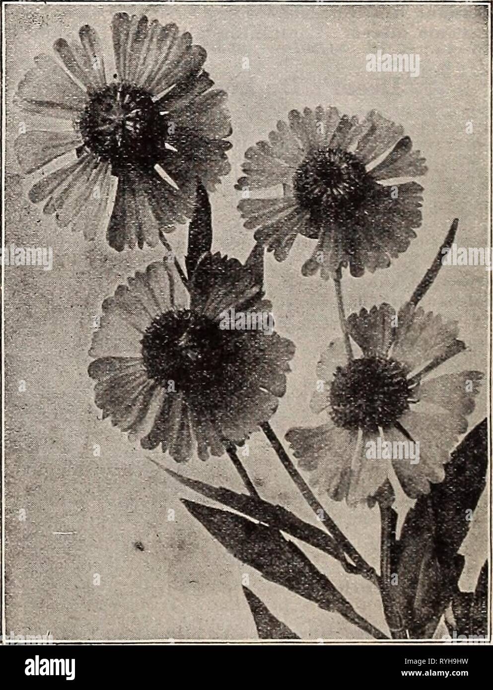 Dreer's wholesale price list for florists : flower seeds plants and bulbs vegetable and lawn grass seeds sundries  dreerswholesalep1934henr 0 Year: 1934  Gaillardia Grandiflora Gaillardia (Blanket Flower) One of the showiest and most effective hardy peren- nial plants, and should find a place in every hardy border, also splendid for cutting; 2 feet. Tr. pkt. Oz. Grandiflora Burgundy. Lovely wine-red flowers on long- stems $0 50 $3 50 Grandiflora Compacta Mixed. A compact variety, forming bushy plants 12 to 15 inches high, and bearing long-stem- med flowers well above the foliage... 20 75 Grand Stock Photo