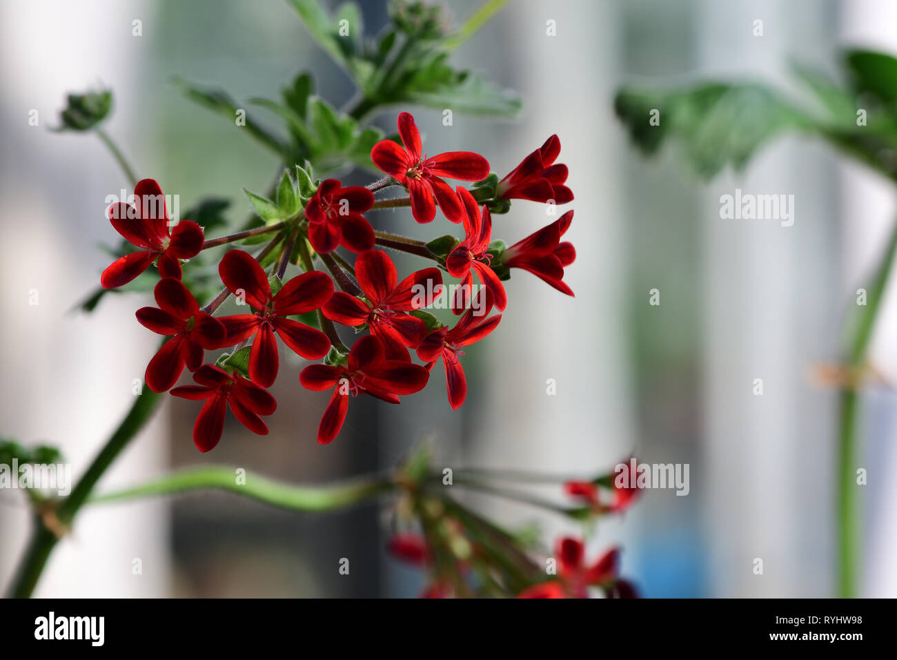 Close up of pelargonium ardens flowers Stock Photo