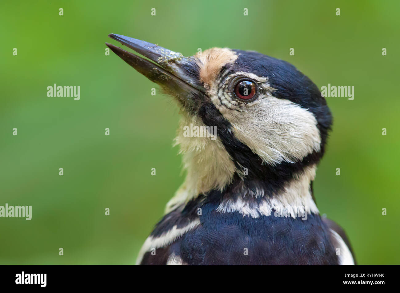Great spotted woodpecker female portrait from close distance Stock Photo
