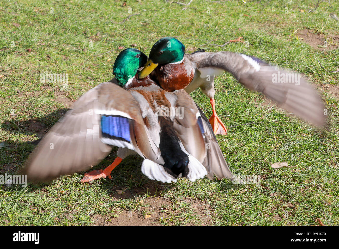Two male mallard ducks pecking biting and fighting in breeding season on grass in the sunshine in Oxford University Parks in winter / spring Stock Photo