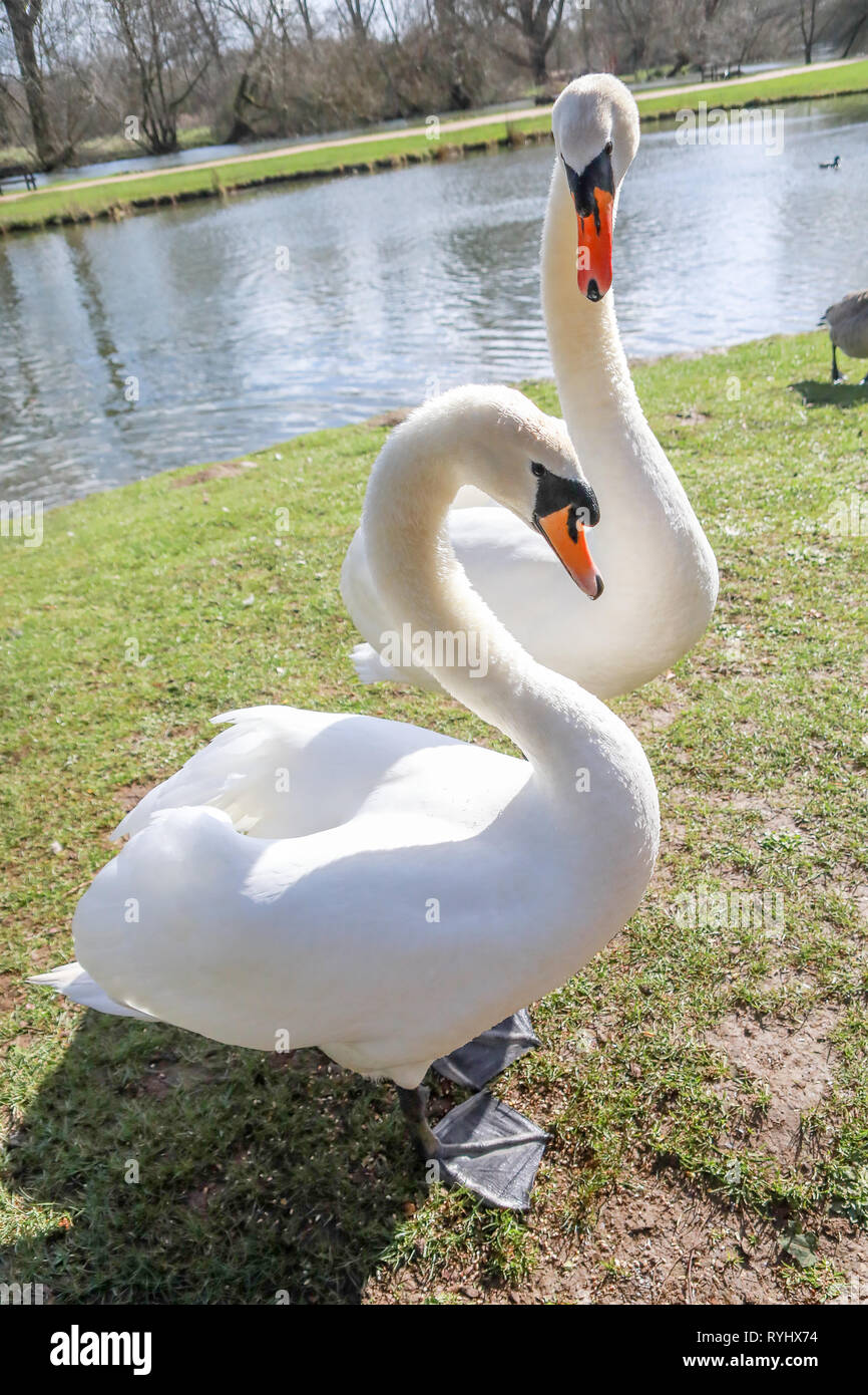 Male and female swans hires stock photography and images Alamy