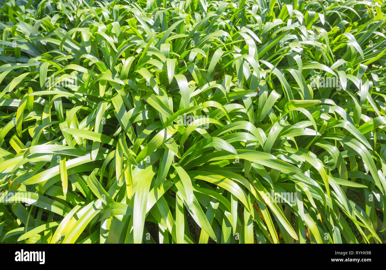Closeup nature view of green leaf in garden. Natural background Stock ...