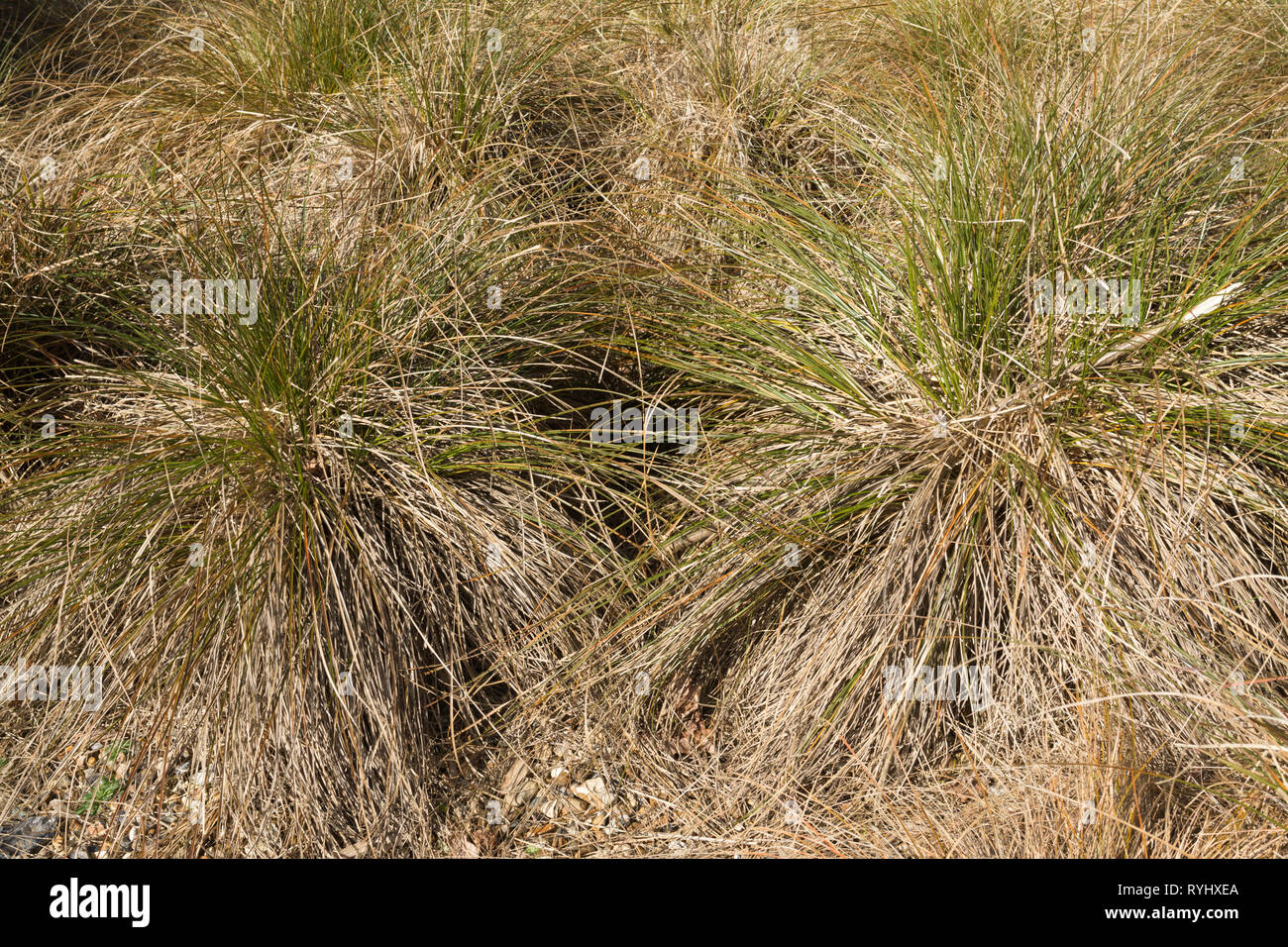 Carex testacea (orange New Zealand sedge), an ornamental grass Stock Photo