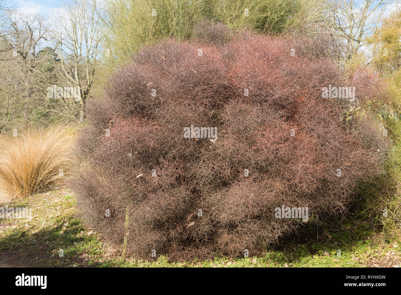 Muehlenbeckia astonii or shrubby tororaro (wirebrush), an endemic New Zealand shrub in the family Polygonaceae, in a UK garden during March. Stock Photo