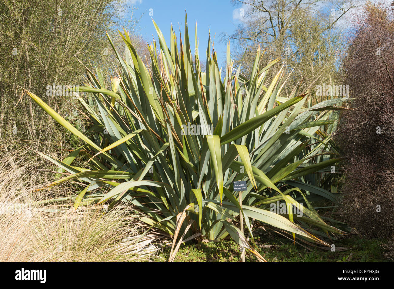 Harakeke, Phormium tenax, or New Zealand flax, an evergreen perennial plant used in the manufacture of mats, baskets, clothing Stock Photo