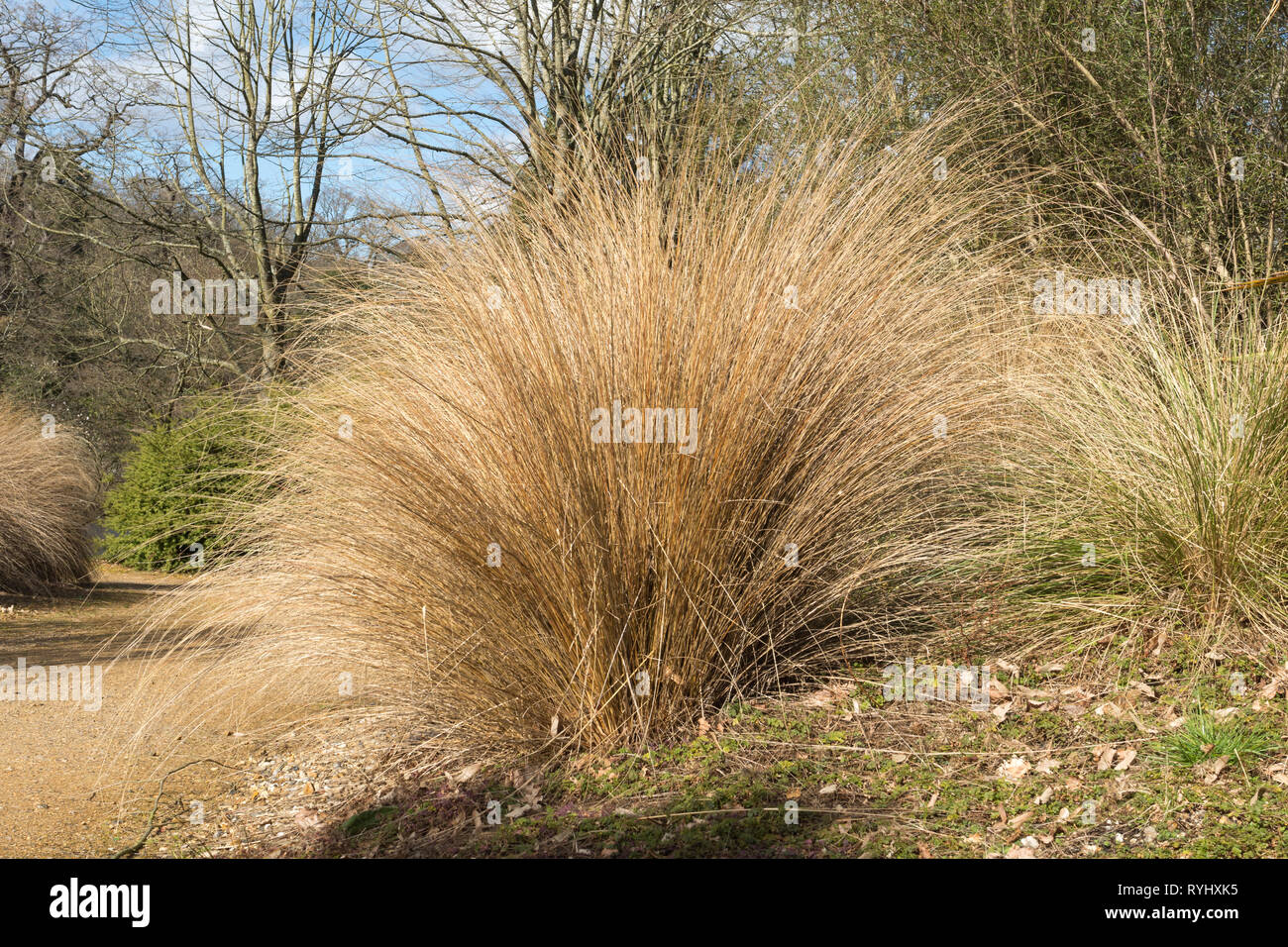 Chionochloa rubra, red tussock grass, a New Zealand endemic plant growing in a UK garden Stock Photo