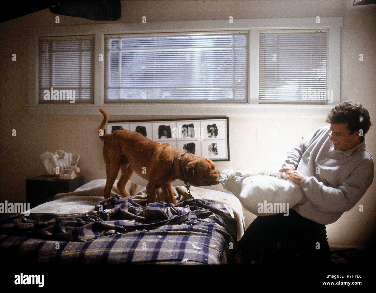 TOM HANKS, DOG, TURNER and HOOCH, 1989 Stock Photo