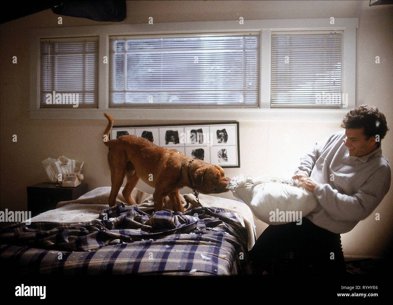TOM HANKS, DOG, TURNER and HOOCH, 1989 Stock Photo Alamy