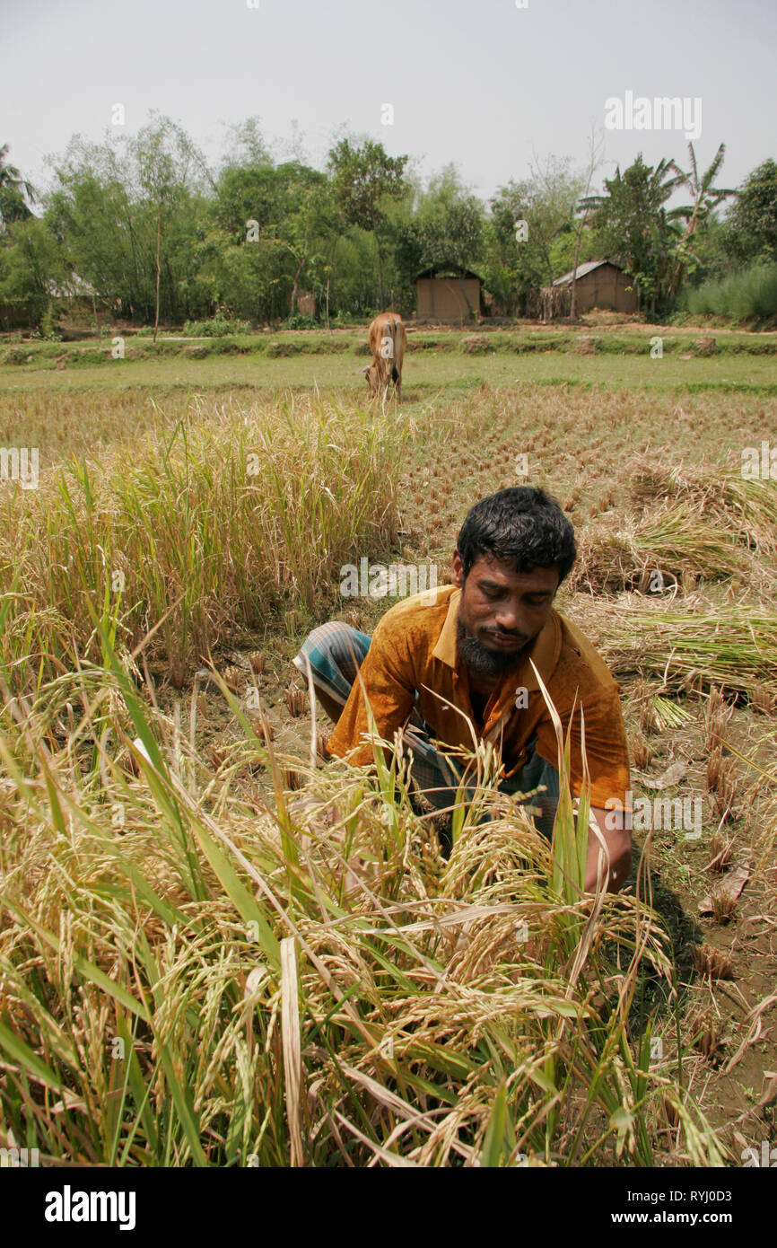 Bangladesh agriculture hi-res stock photography and images - Page 3 - Alamy