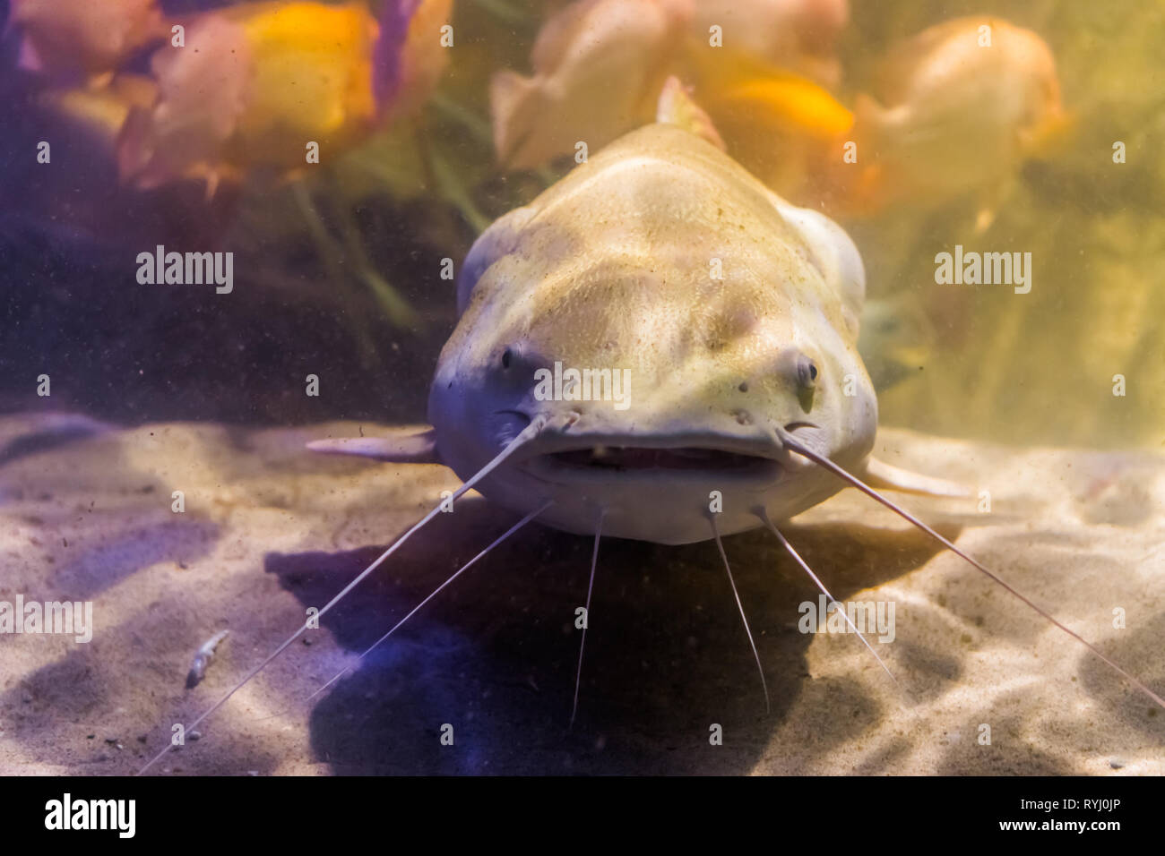 red tail catfish with its face in closeup, big tropical fish from the amazon basin of America Stock Photo