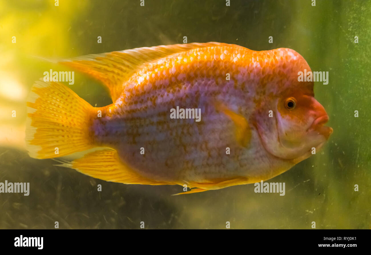 closeup portrait of a midas cichlid, a popular tropical fish from the San Jaun river in Costa Rica Stock Photo