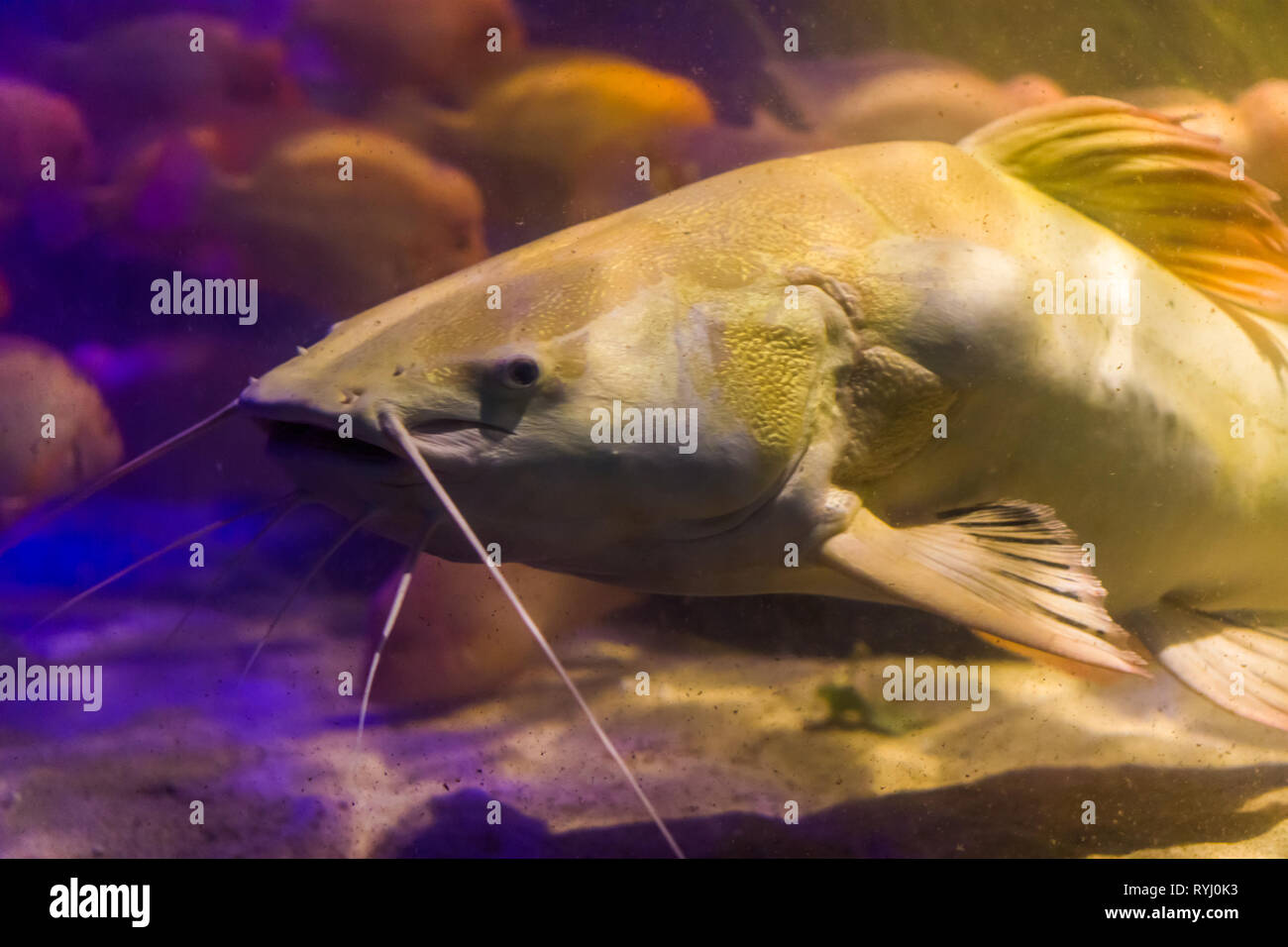 red tail catfish face in closeup, big fish from the amazon basin, popular fish in aquaculture and the fishing sport Stock Photo