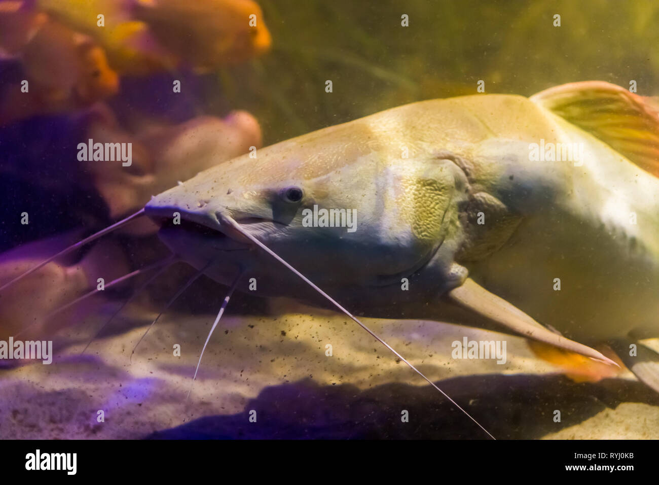 face of a red tail catfish in closeup, large well known fish from the  rivers of America Stock Photo - Alamy