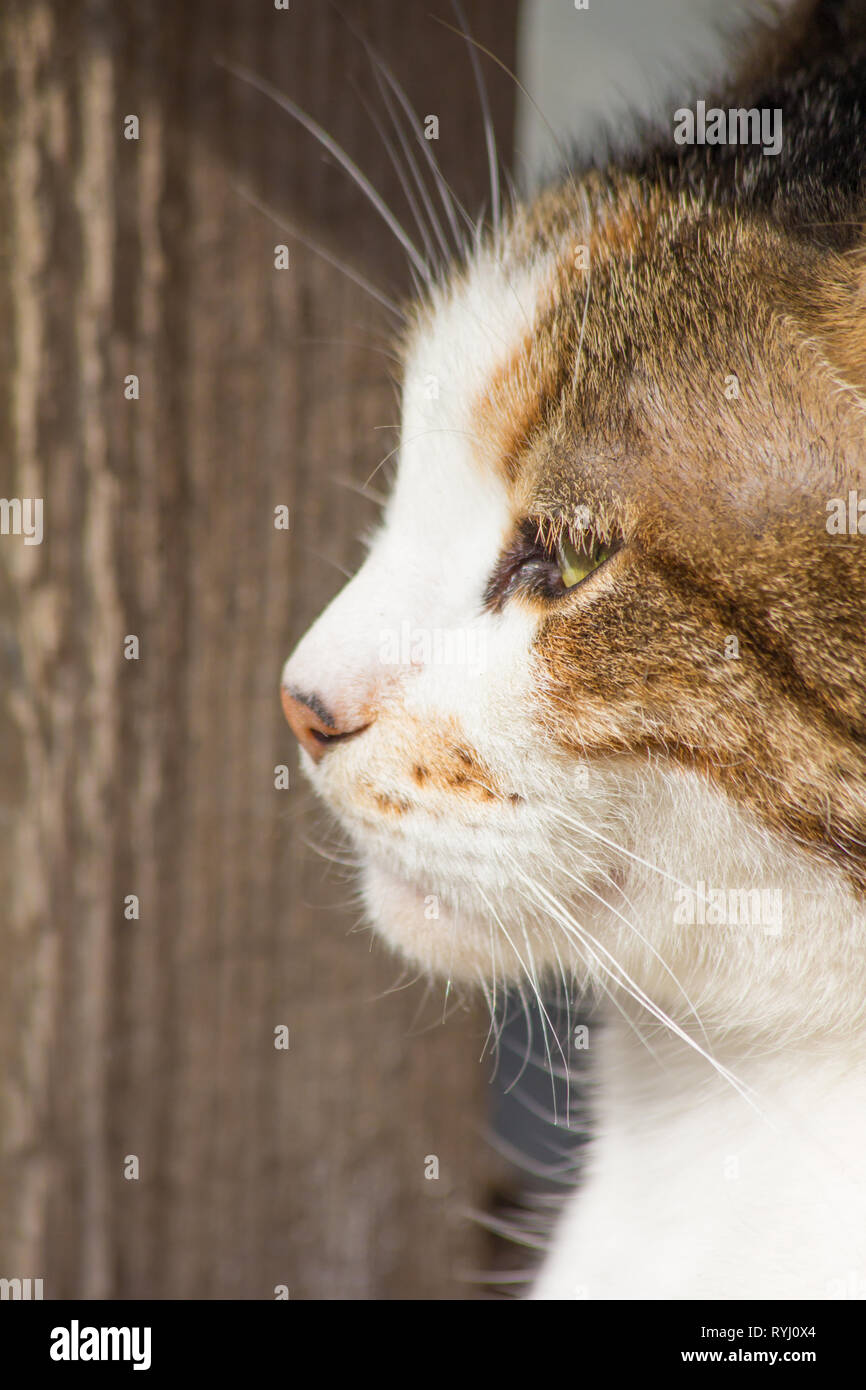 Portrait of a street cat. Stray cats. Sad animal Bold eyes. Eyes full ...