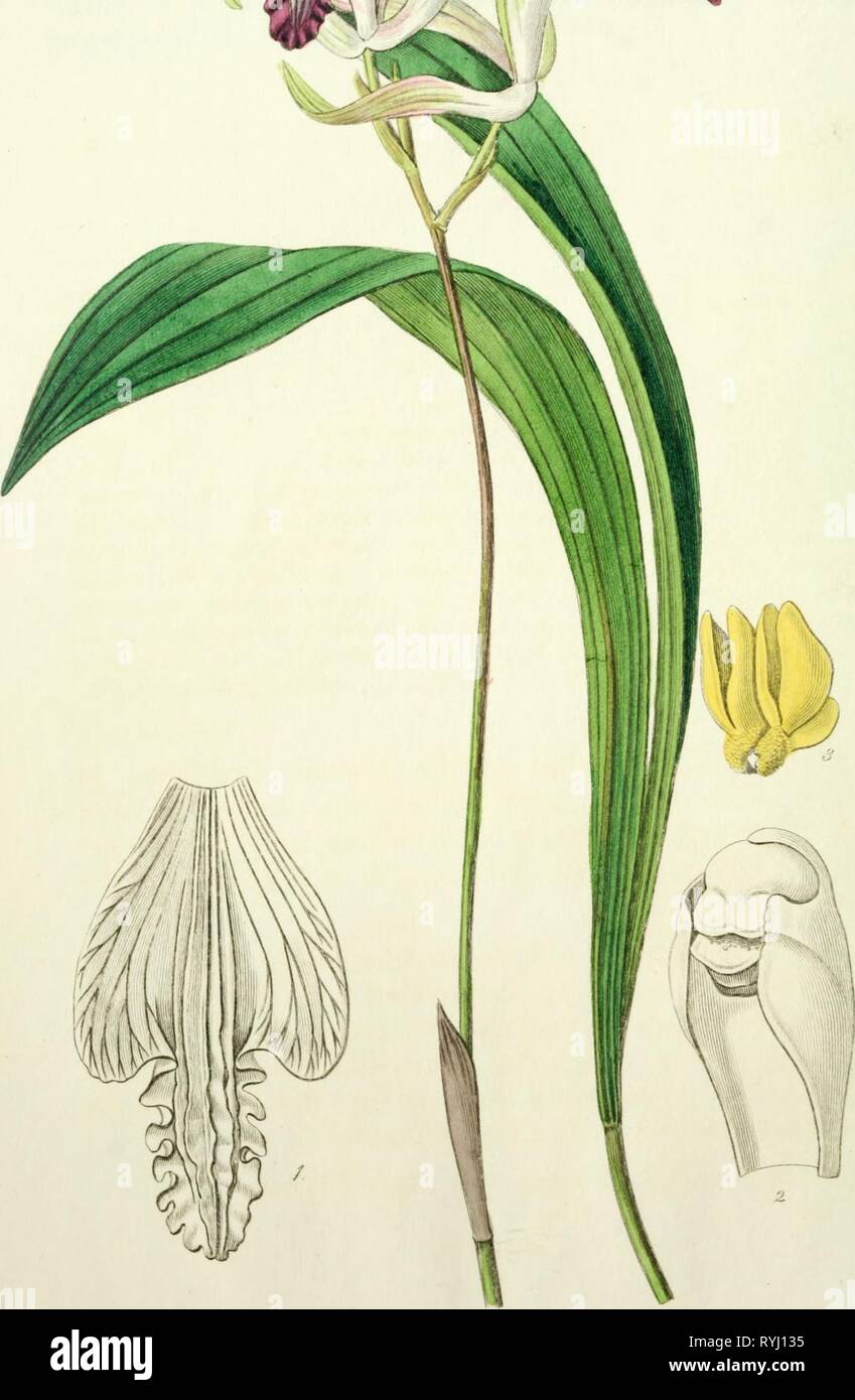 Edwards' botanical register, or, Ornamental flower-garden and shrubbery ..  edwardsbotanical21edwa Year: 1829-1847    jj-^.^ r.i/-€ -JC^c .^-^ J'^tc^urr^ /^ :^c.C&lt;^lM/&lt;/ ^ rm. 'U. Stock Photo