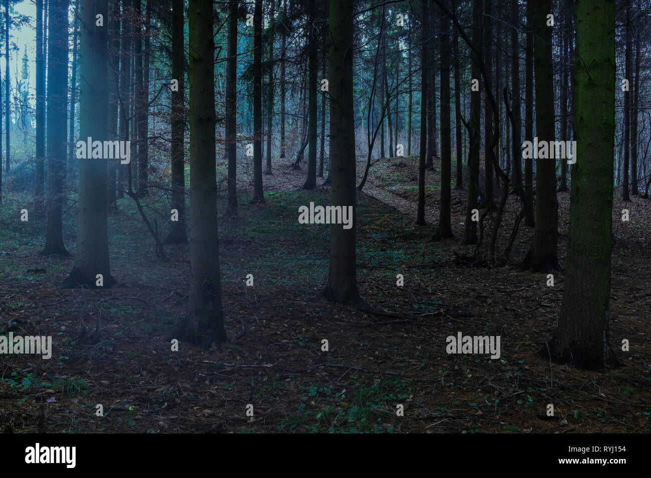 Misty blue forest in Transylvania mountains Stock Photo