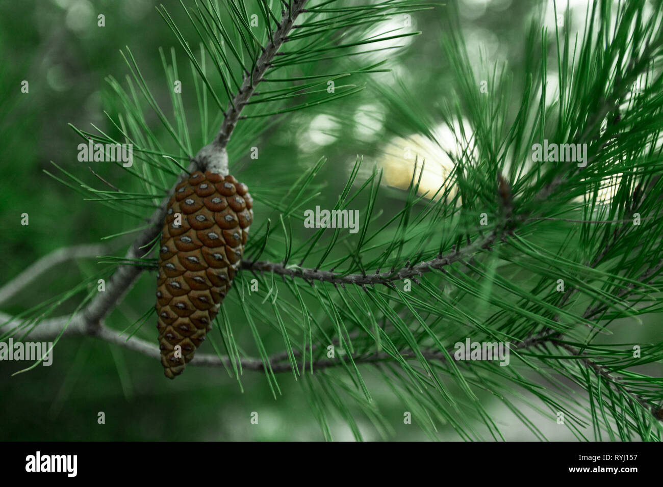 Natural pine cone and branches Stock Photo