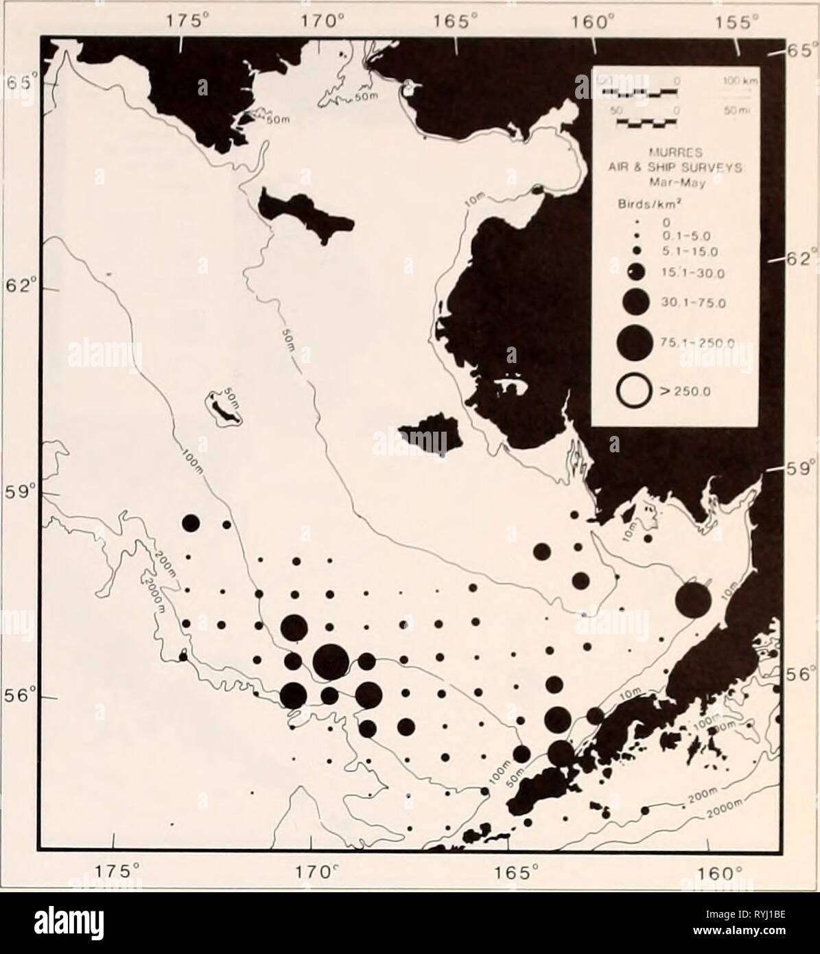 The Eastern Bering Sea Shelf : oceanography and resources / edited by Donald W. Hood and John A. Calder  easternberingsea00hood Year: 1981  Pelagic clislrihution 705 offshore. This notion is consistent with Swartz's (1966) findings on food habits. Since Common and Thick-billed Murres are diffi- cult to tell apart in the field, particularly from air- craft, the data for the two species have been com- bined in this chapter. Likewise, aerial and shipboard surveys are combined to provide the most compre- hensive distributional patterns. Both survey types tend to underestimate murre densities, and  Stock Photo