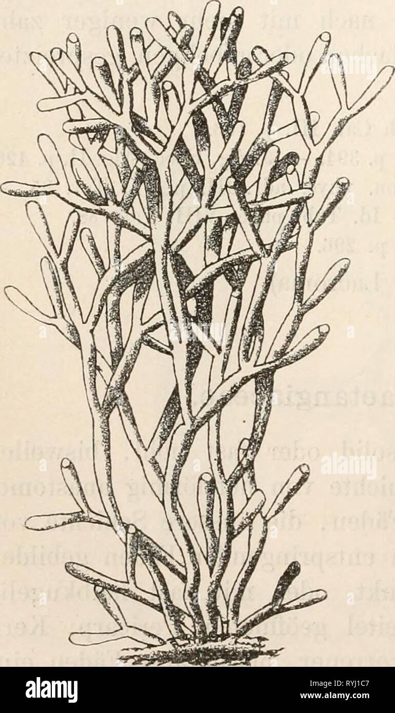 Dr. L. Rabenhorst's Kryptogamen-Flora von Deutschland, Oesterreich und der Schweiz  drlrabenhorstskr02rabe Year: 1885  Q6 Centriim convergiren und deren Endzellen in birnförmige Carpo- sporen umgewandelt sind. Tetrasporangien in der äusseren Schichte entwickelt, kreuz- oder zonenförmig getheilt. XXII. Gattung, dralaxaiira Lamour. Thallus stielrund (oder zusammengedrückt), dichotom, fast röhren- förmig mit Kalk inkrustirt, brüchig, innen der Länge nach von einem lockeren Gewebe sehr zarter Fäden durchzogen, welche schief nach aussen dichotome Aeste entsenden, die gegen die Oberfläche in senkrec Stock Photo