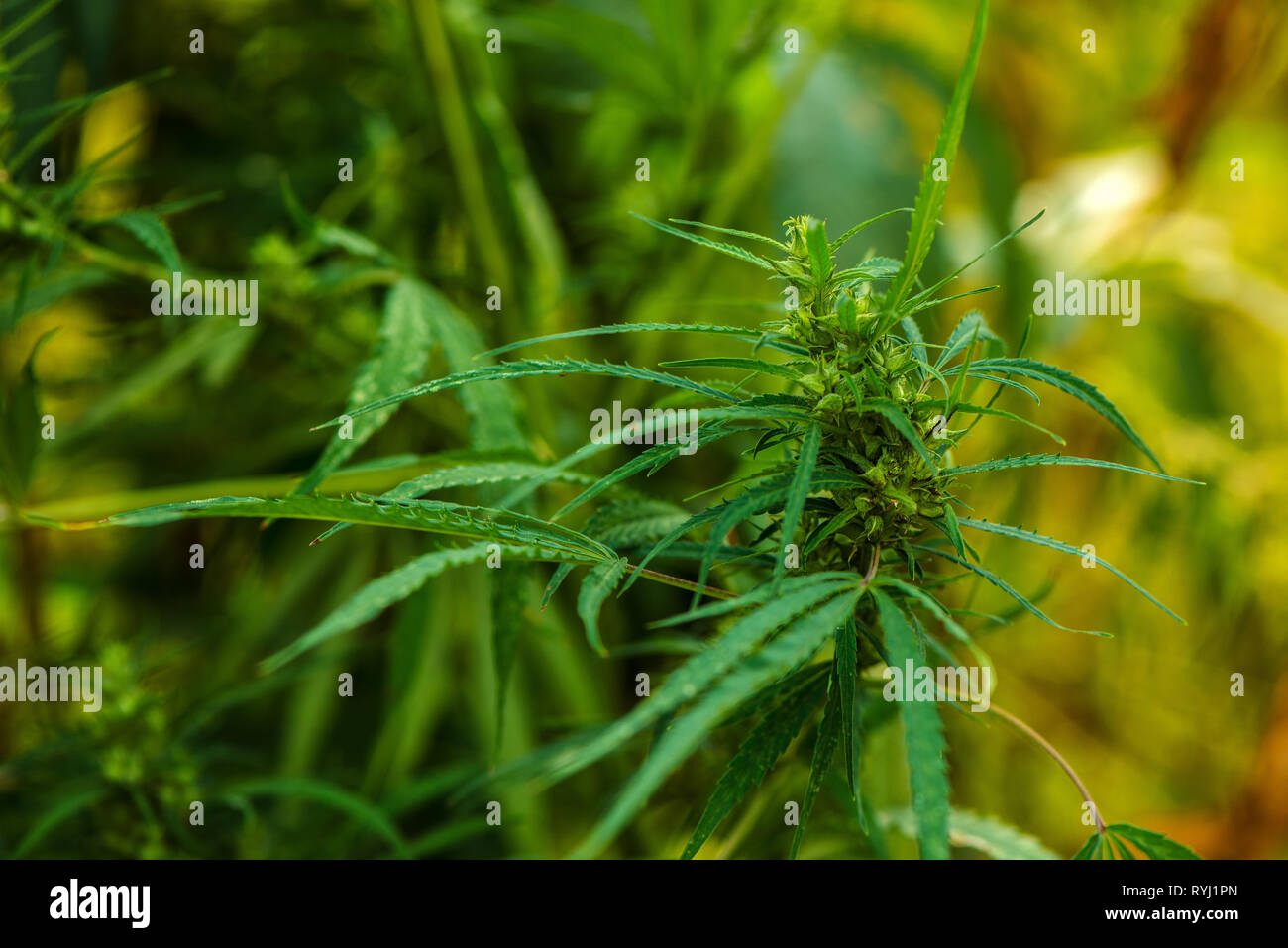 Cannabis hemp male plant flower development, close up of delicate herb part Stock Photo