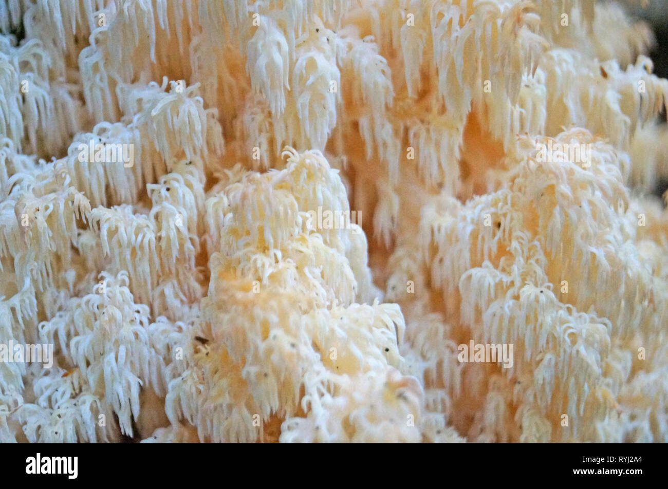 The white-colored mushroom Herícium coralloídes grows on a tree in the autumn forest. Stock Photo