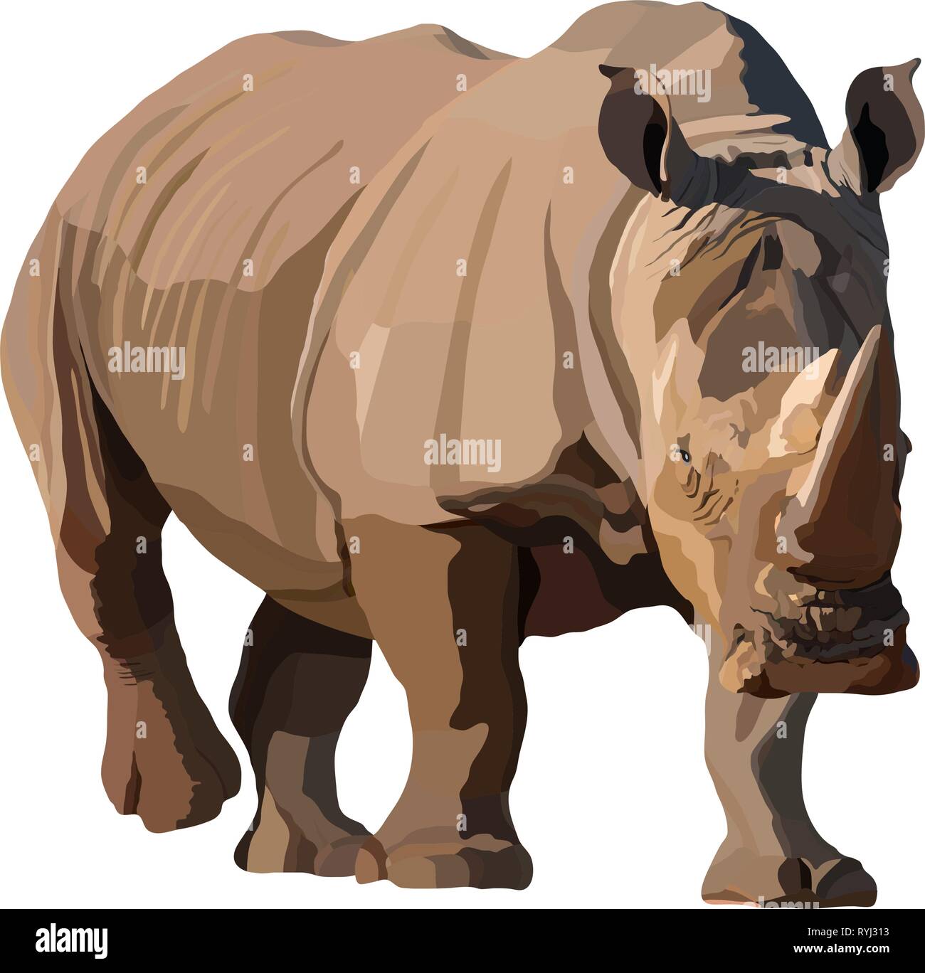 Big African rhino wlking isolated vector illustration Stock Vector