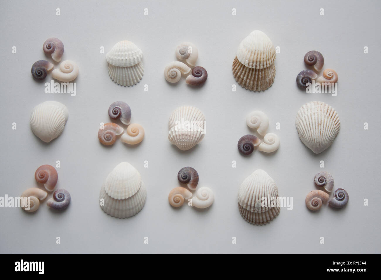 Spiral and scallop seashells pattern isolated on white background from a high angle view Stock Photo