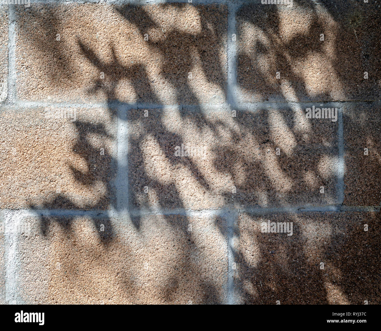 Close-up of cinder block wall with leaf shadows on surface. Stock Photo